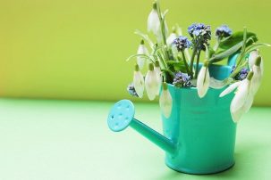 snowdrop snowdrop